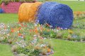 marie jo_ s fleurs au champ
